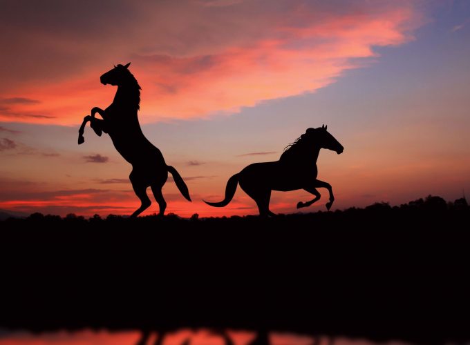 Wallpaper Horse, night, sunset, cute animals, Animals 3137513570